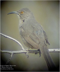 Curve-billed Thrasher